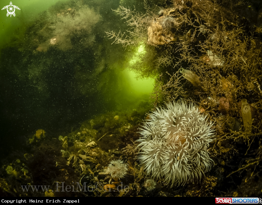 A Anemone 