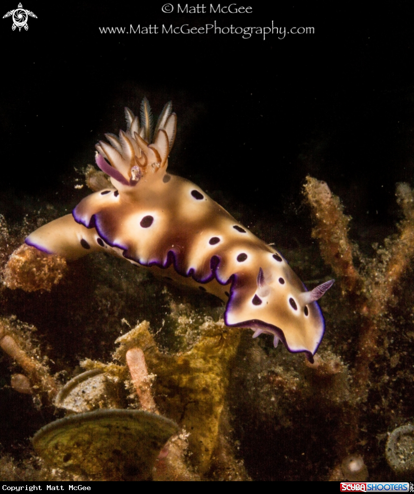 A nudibranch