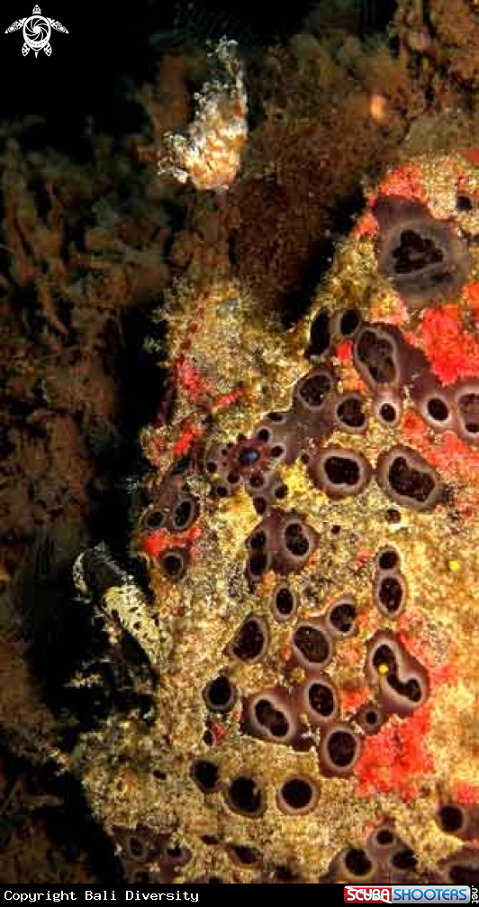 A Giant Frogfish