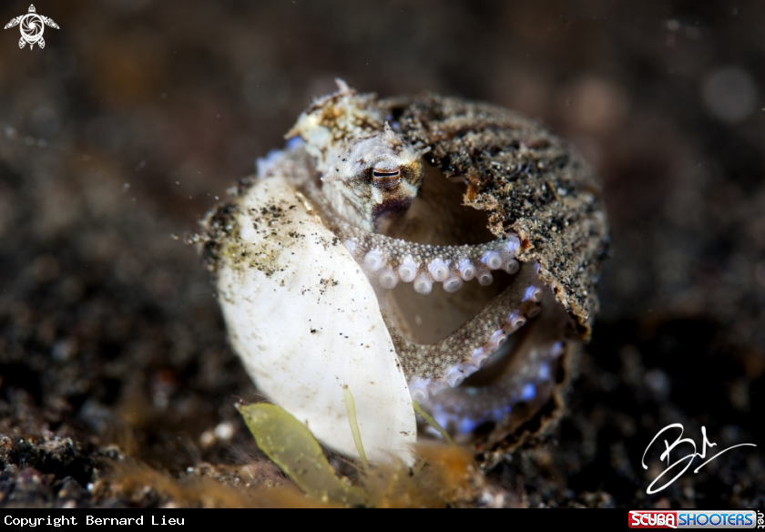 A Coconut Octopus