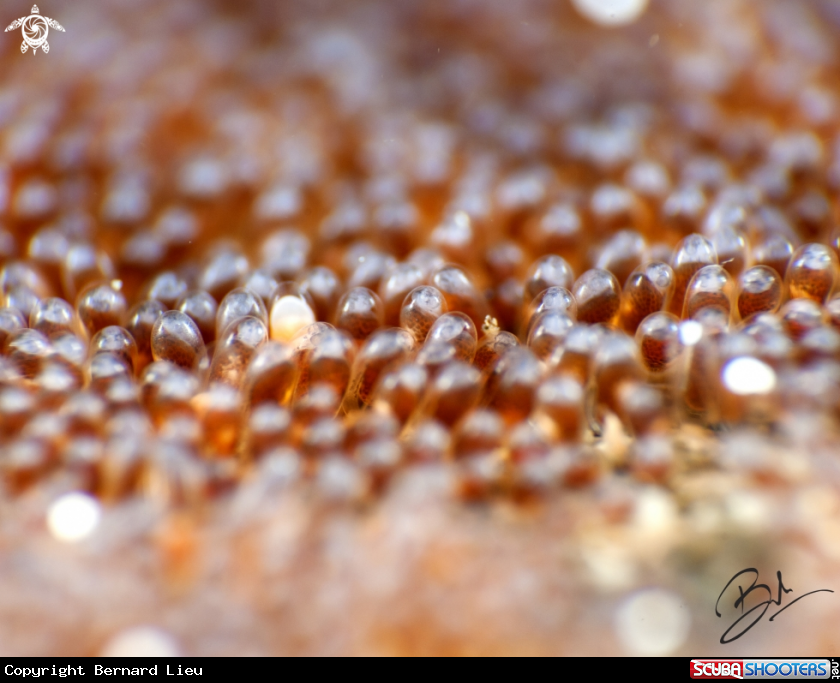 A Angel Fish Eggs