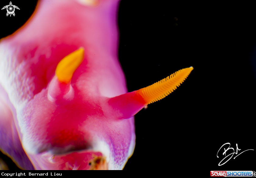 A Nudibranch 