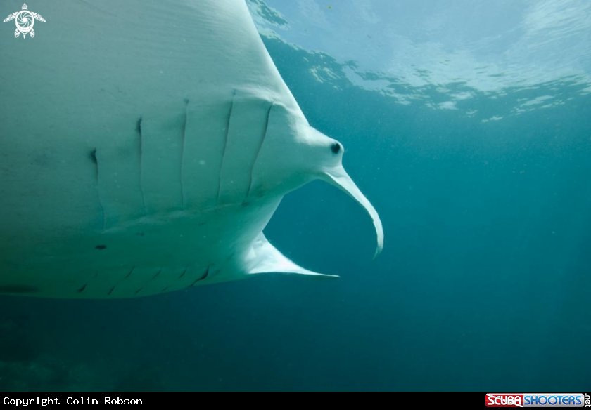 A manta ray
