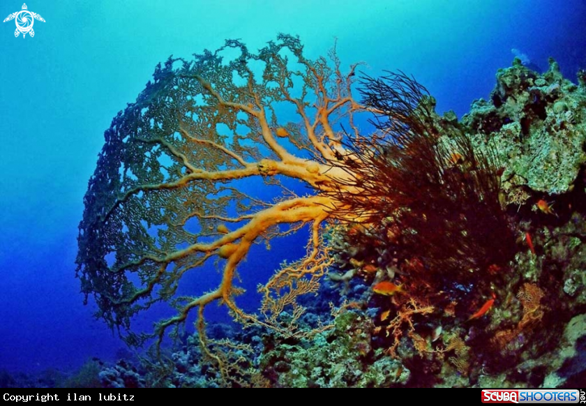 A Gorgonian
