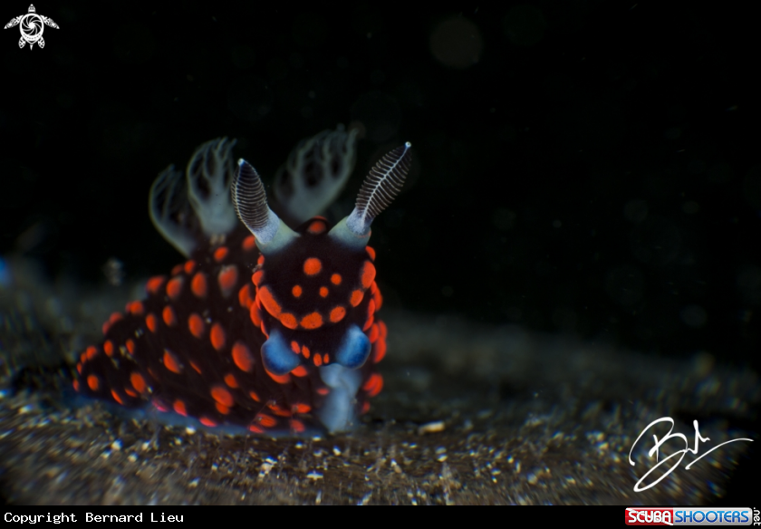 A Nudibranch 