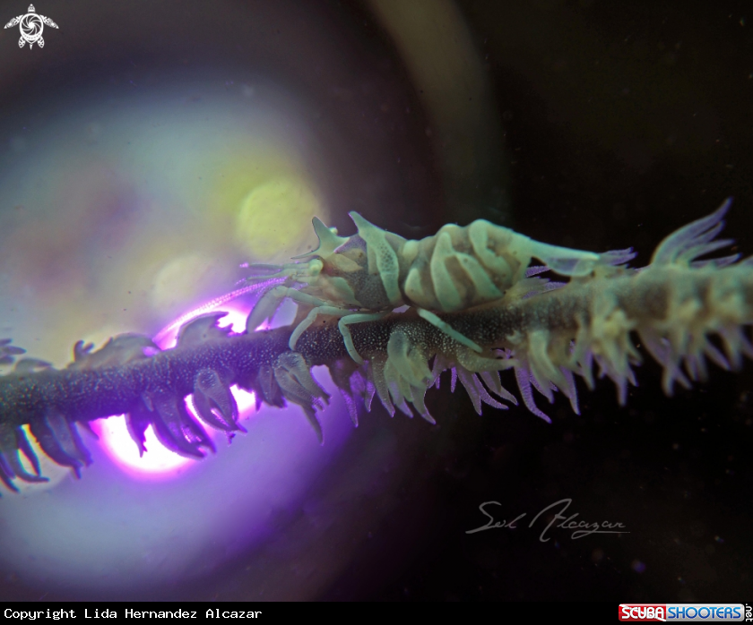A whip coral shrimp