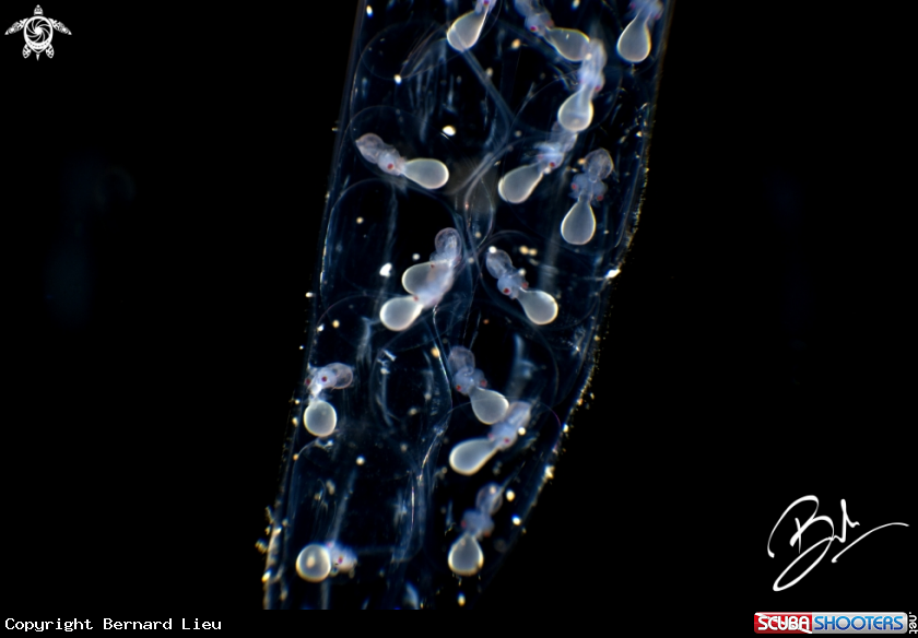 A Squid Eggs