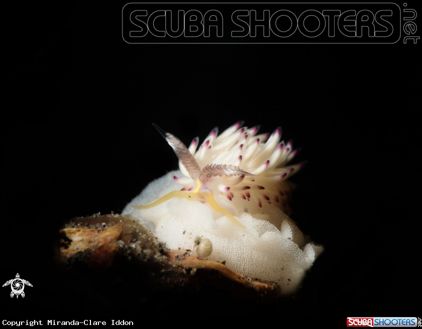 A Egg Easter Nudi