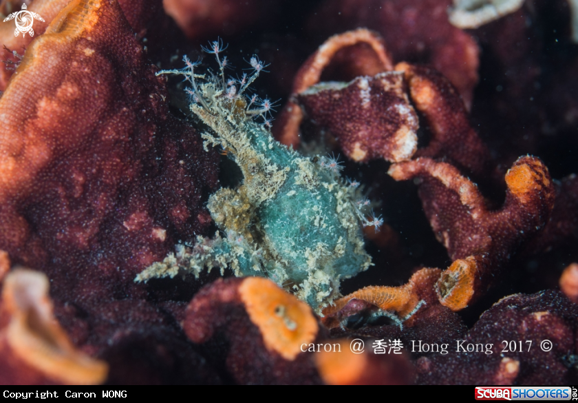 A decorator Crab