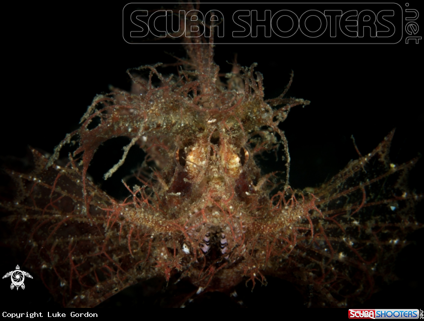 A Ambon Scorpionfish