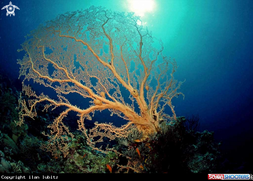 A Gorgonian