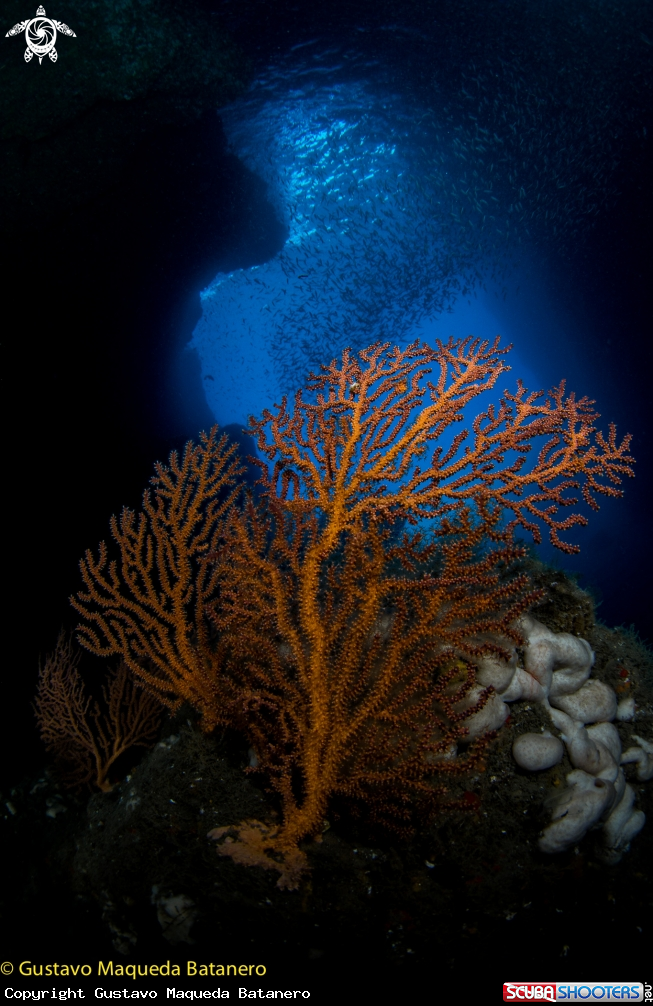 A Sea fan