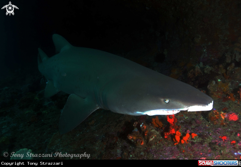 A Grey Nurse Shark