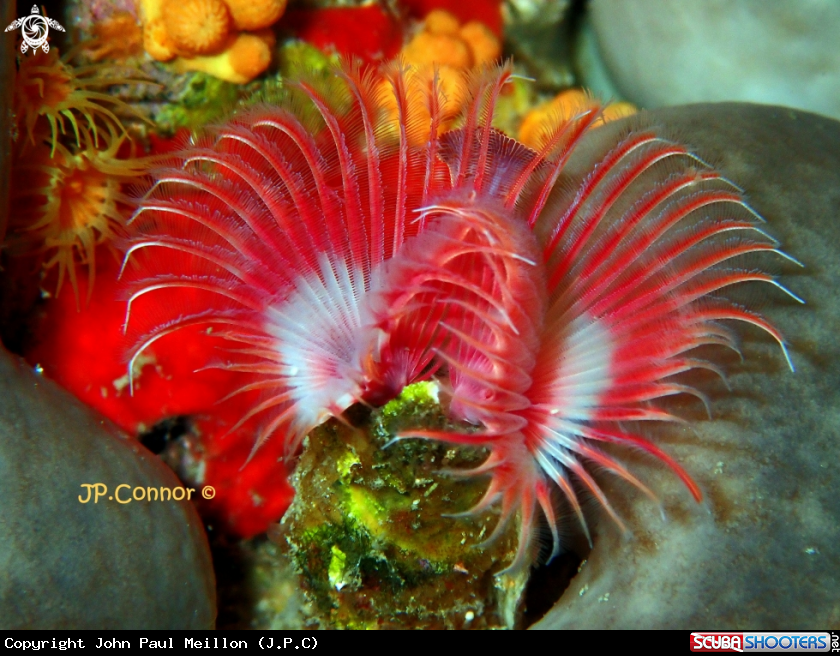 A Red tubicolous worm