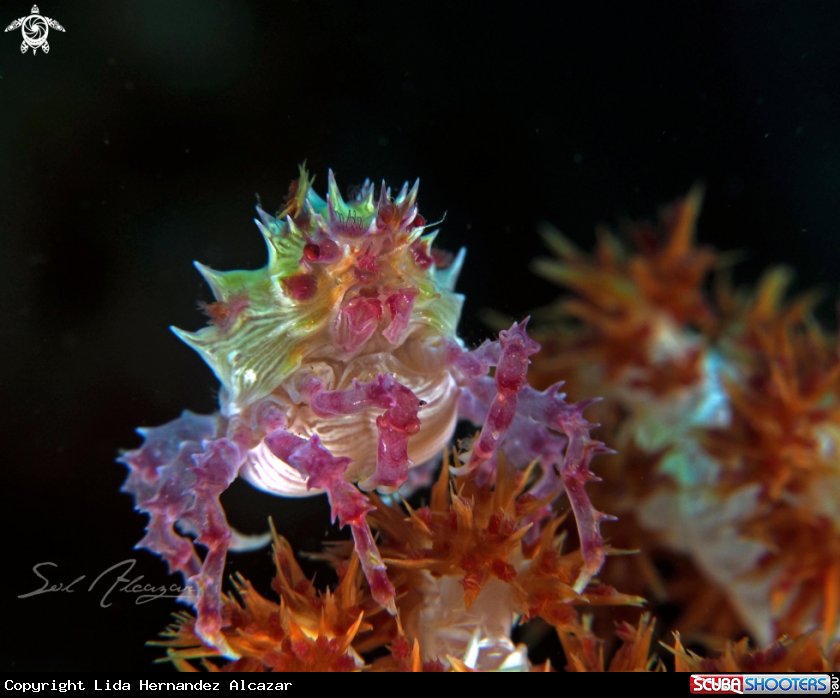 A candy crab