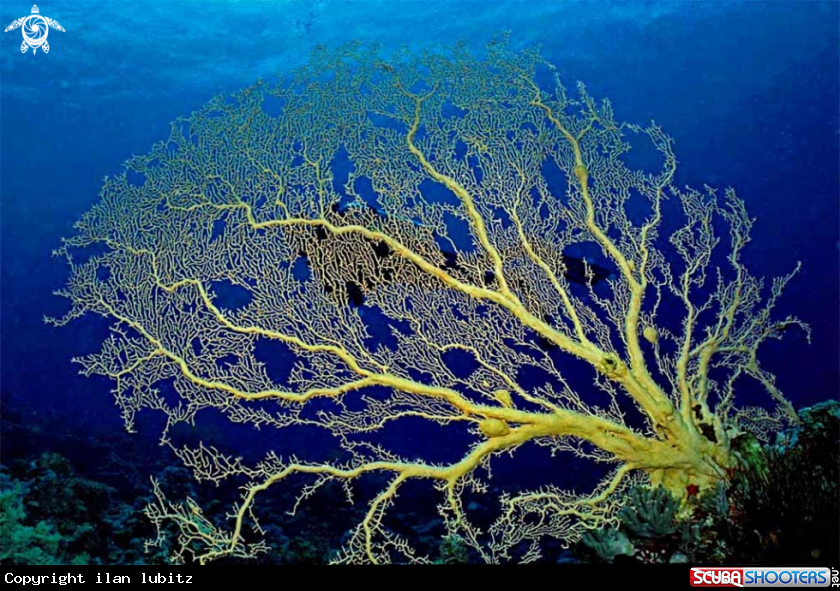 A Gorgonian