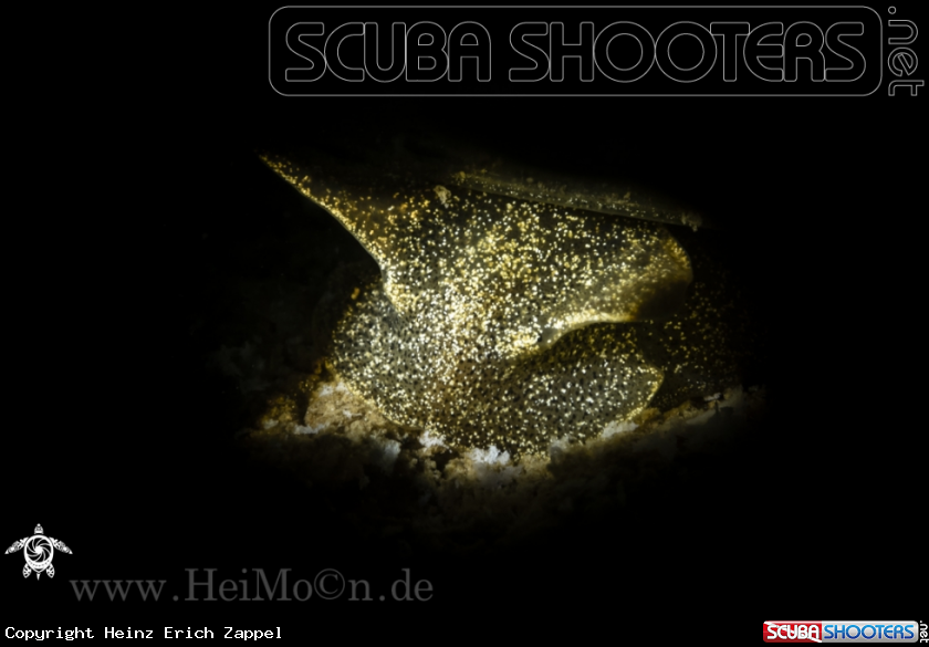A Schlammschnecke (Lymnaeidae)