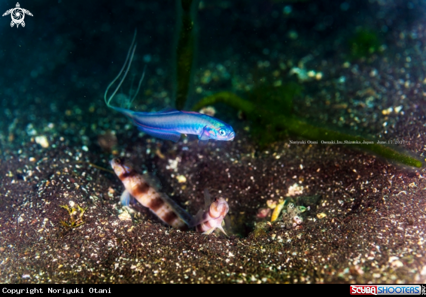 A Blue Hana goby and Shrimp Goby