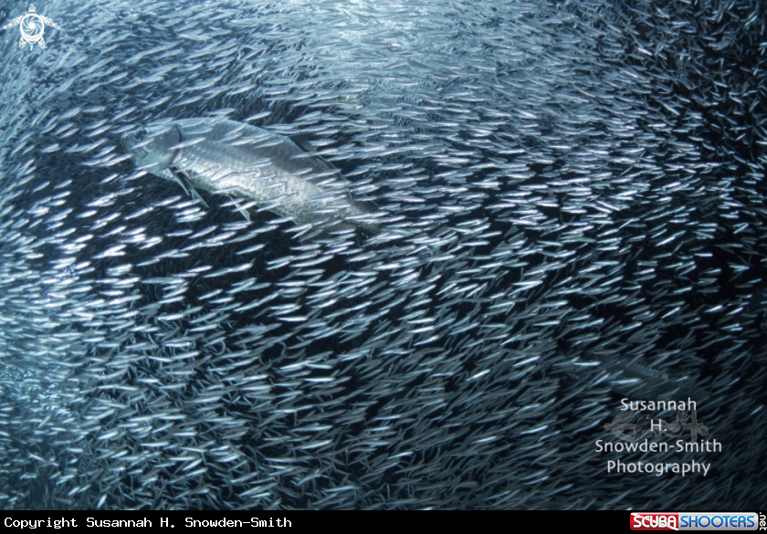 A Silversides