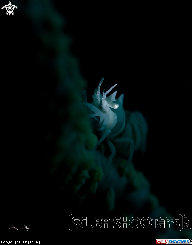 A Coral shrimp