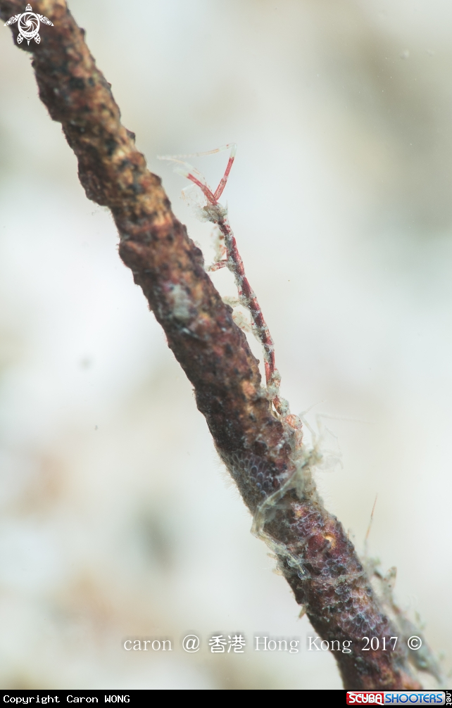 A Skeleton Shrimp