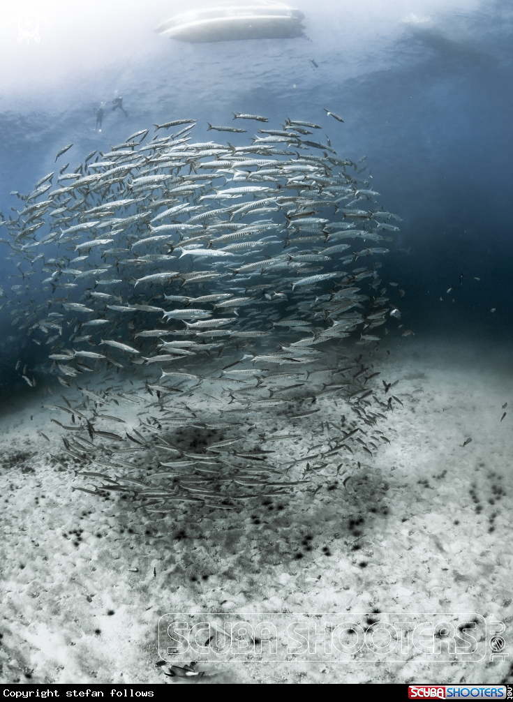 A Chevron Barracuda