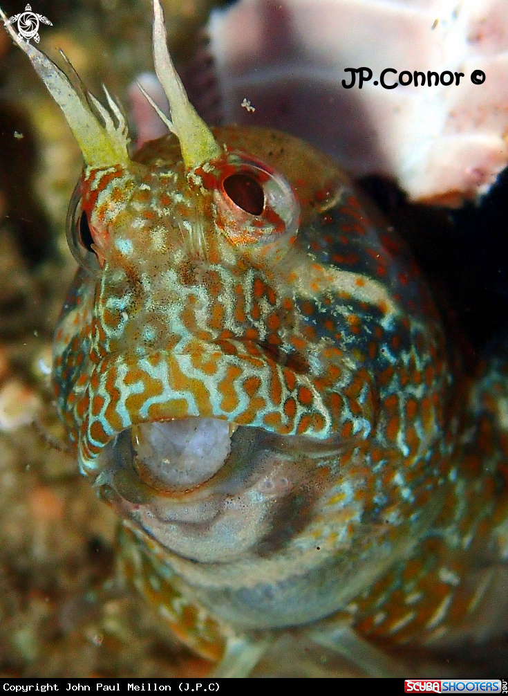 A BLENNIE PILICORNE