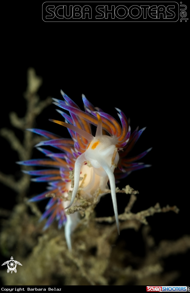 A Cratena peregrina