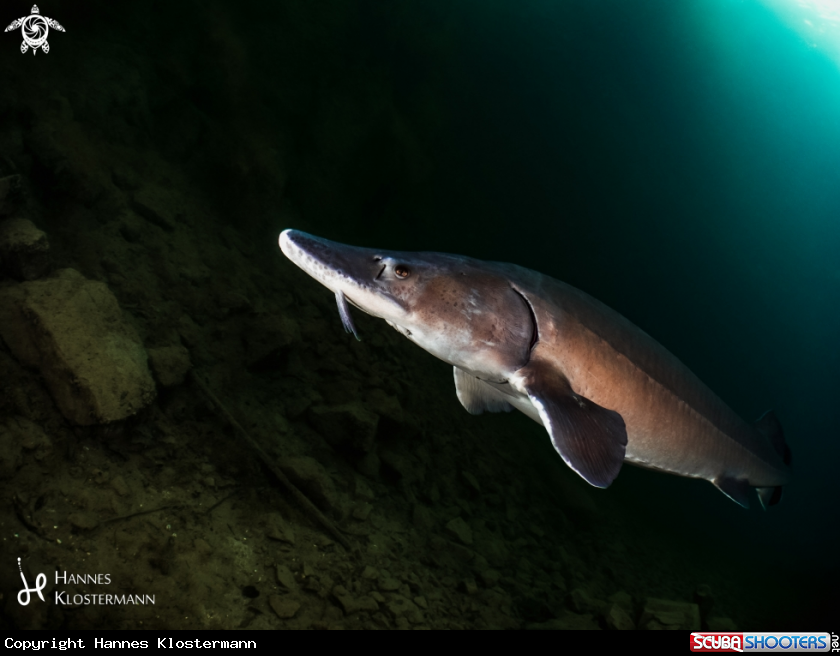 A Siberian Sturgeon