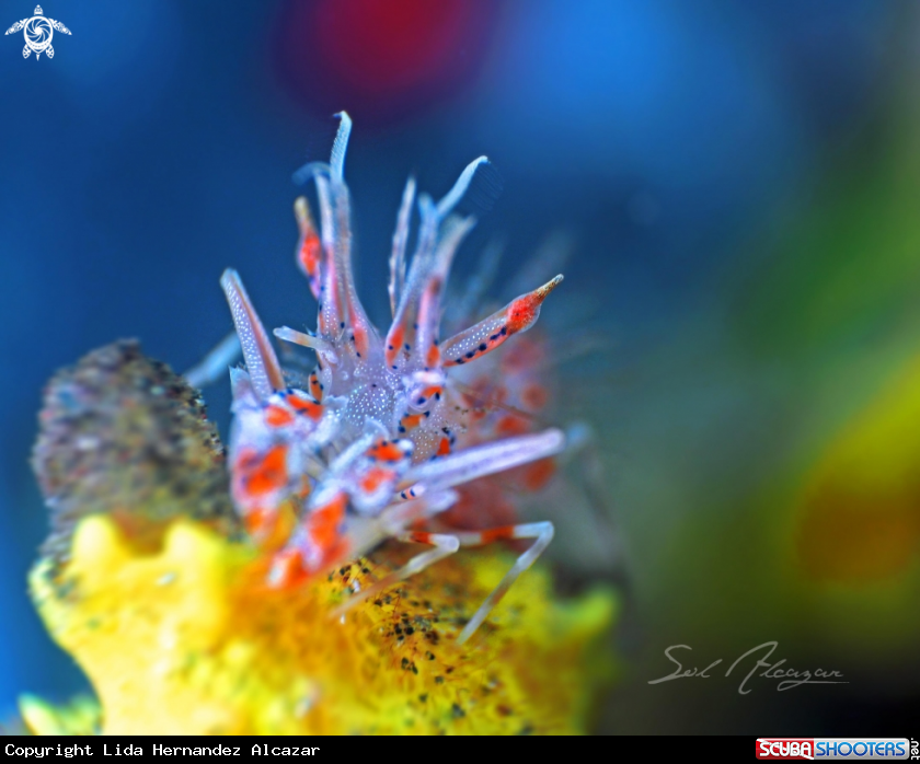 A Tiger Shrimp 