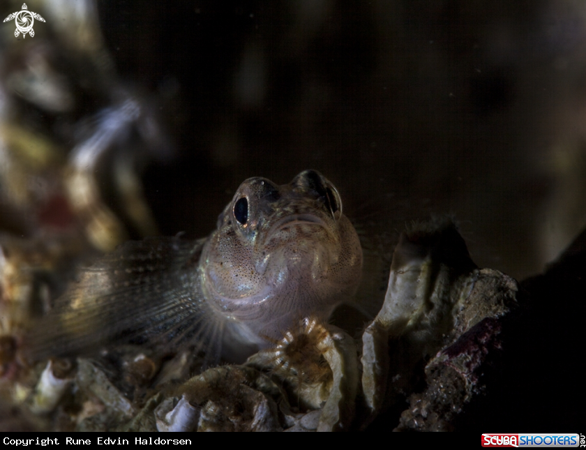 A Goby