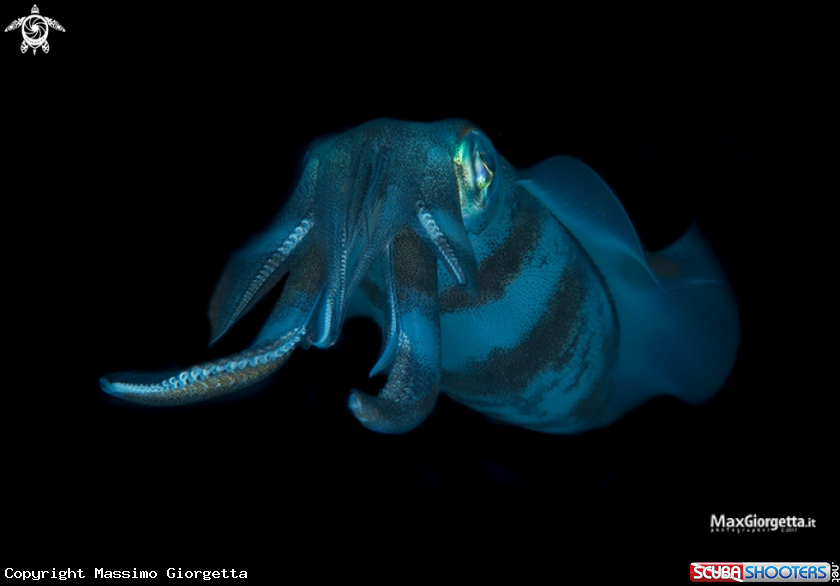 A squid