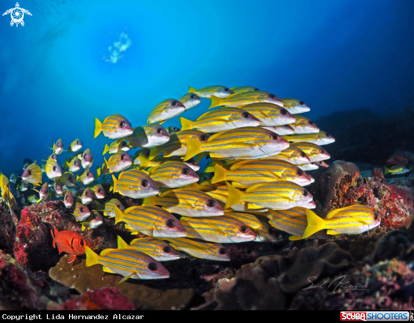 A Blue lined snappers
