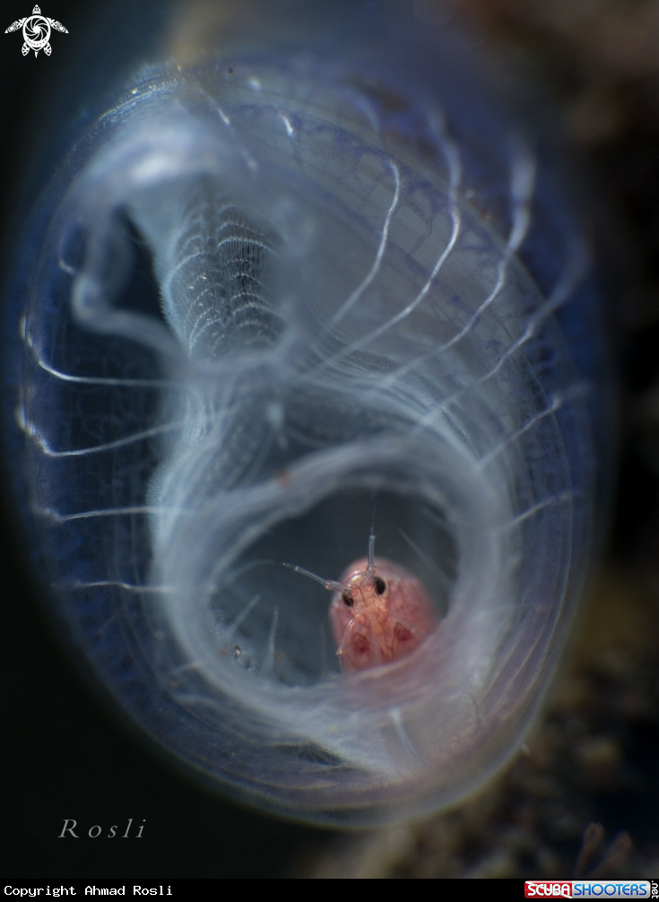 A Amphipod