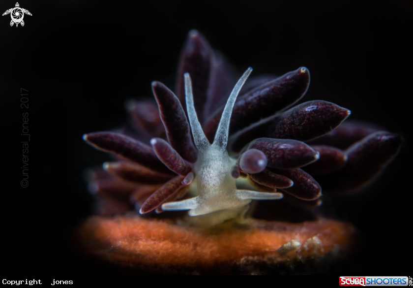 A Tenellia sp.