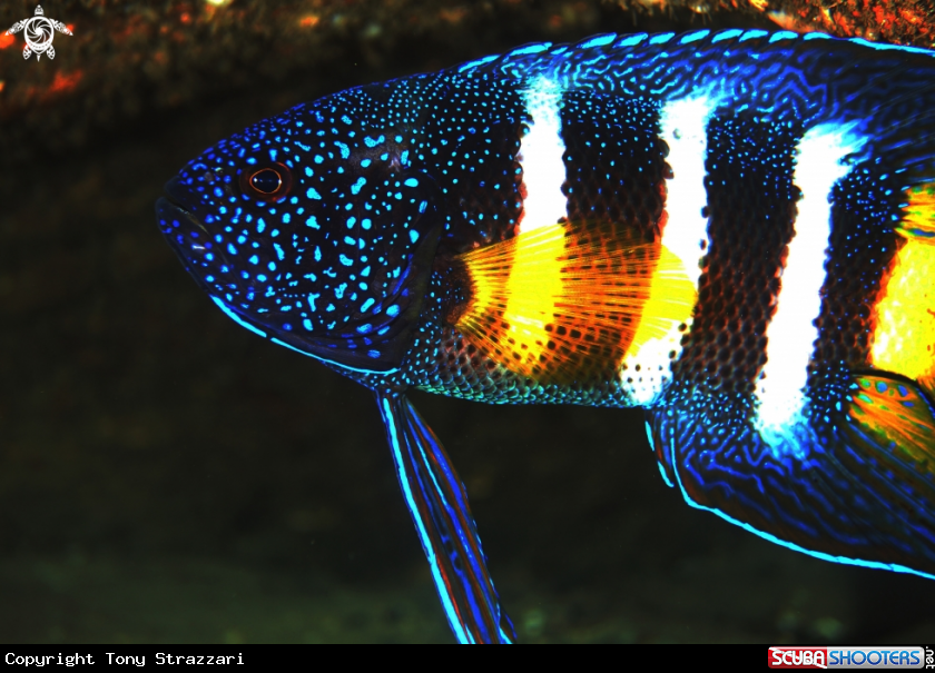 A Eastern Blue Devilfish