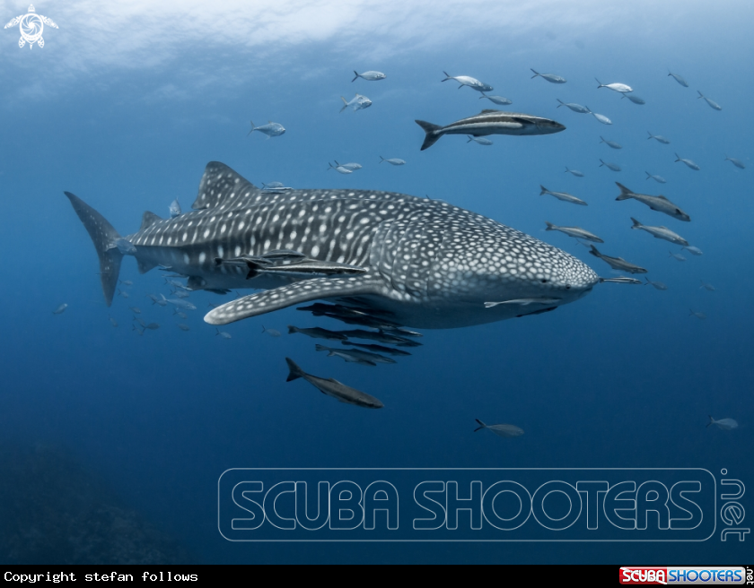 A Whale Shark