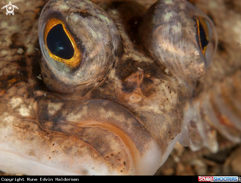 A Flounder