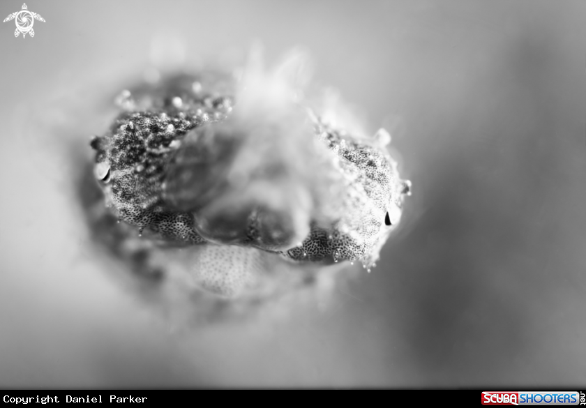 A Baby cuttlefish