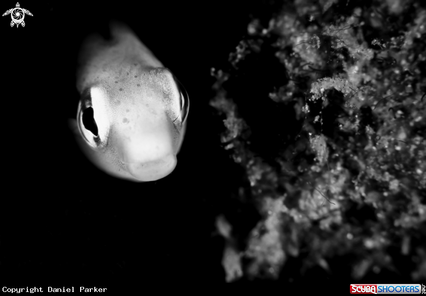 A Blenny