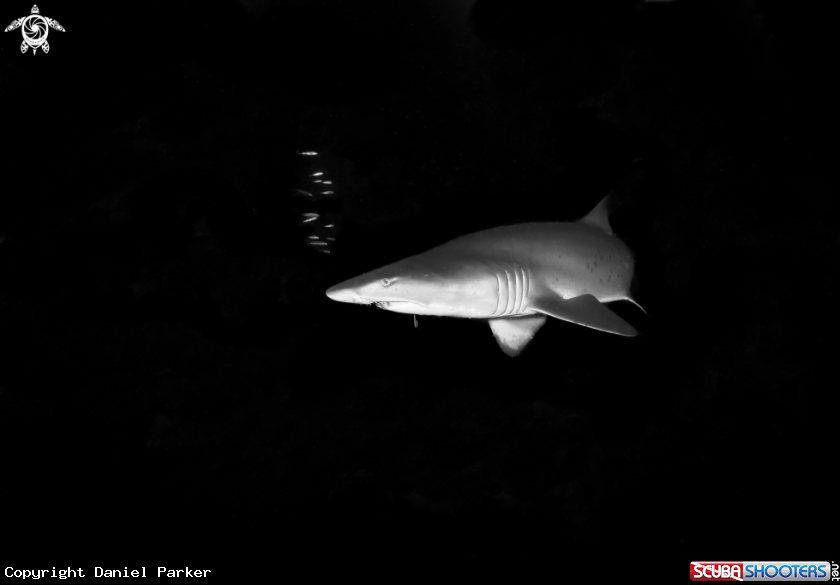 A Rag tooth nurse shark 