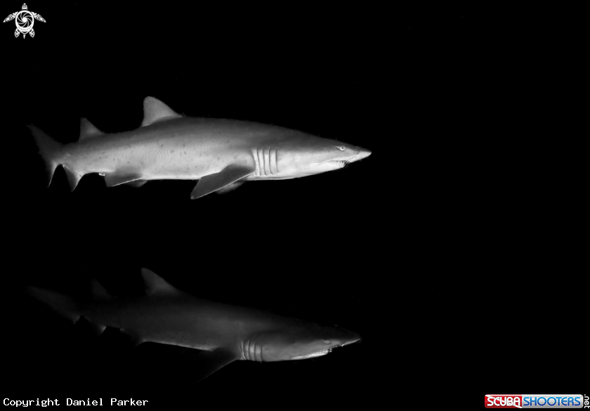 A Rag tooth nurse sharks