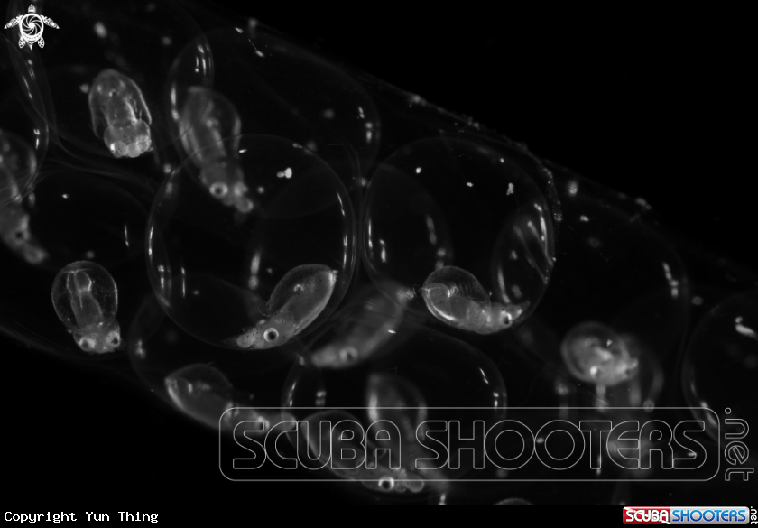 A squid eggs