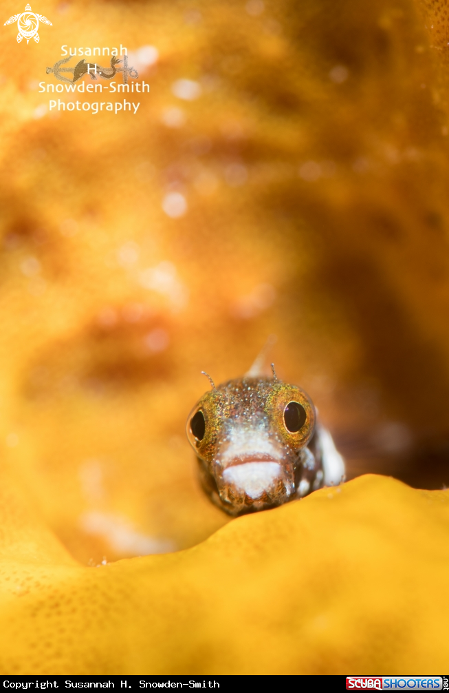 A Secretary Blenny