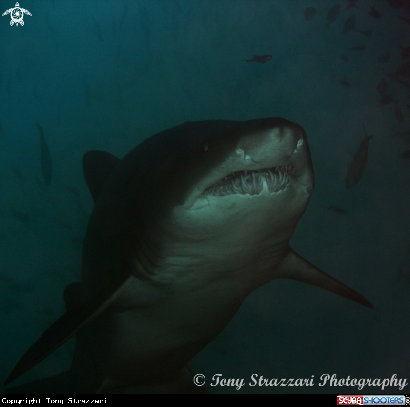 A Grey Nurse Shark