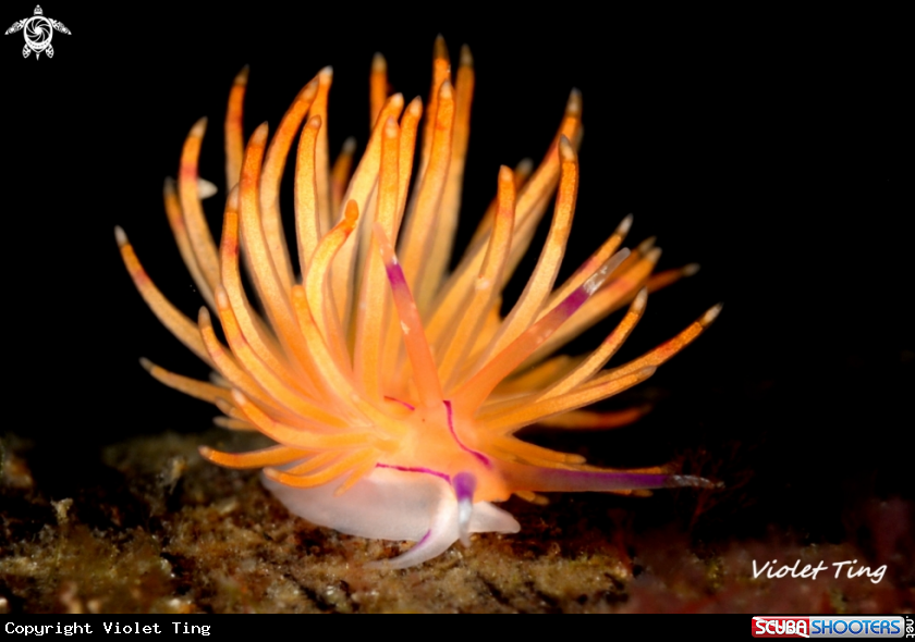 A Nudibranch