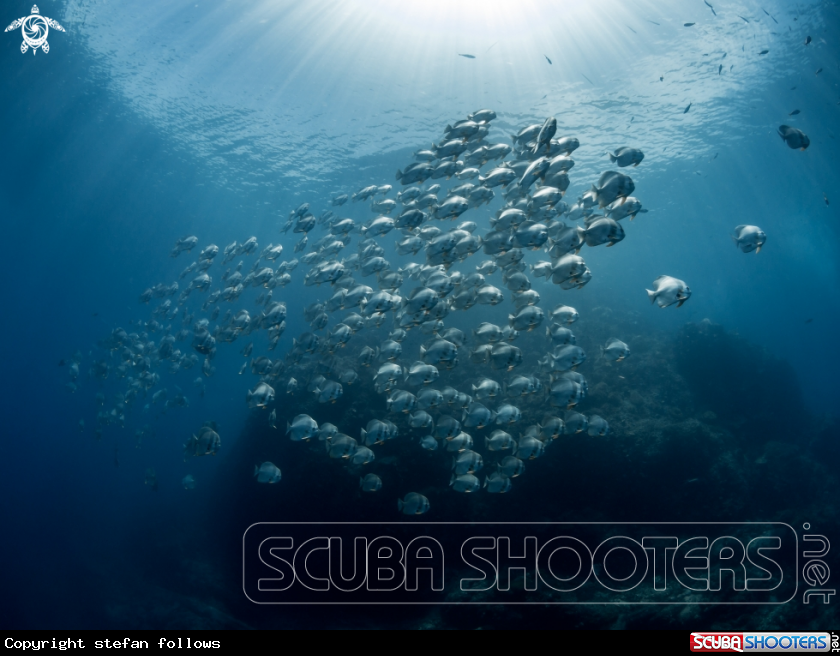 A Longfin Batfish 