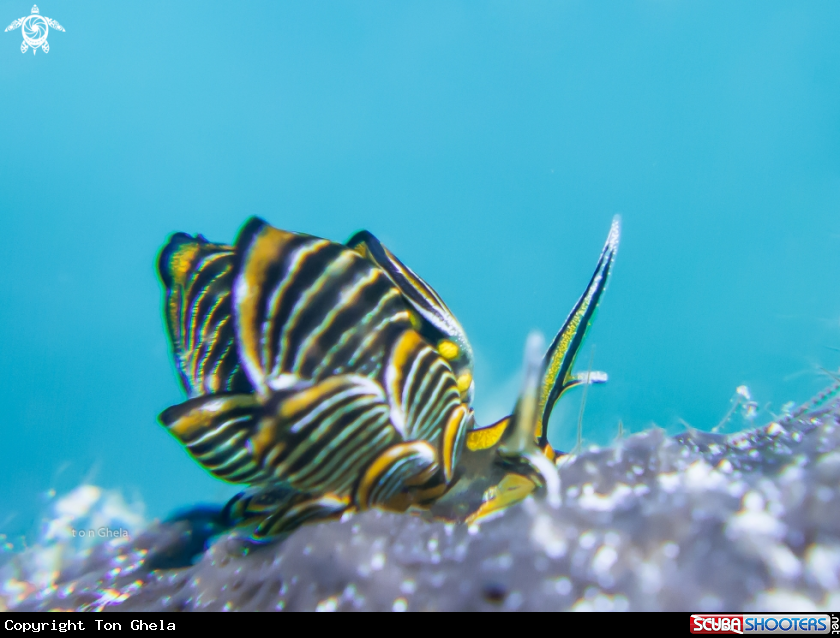 A Nudibranch