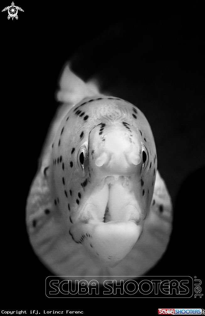 A Little Moray
