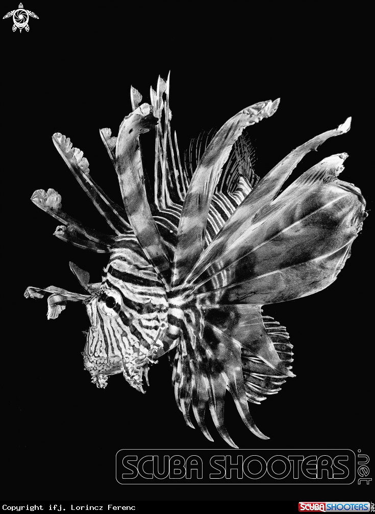 A Lion Fish